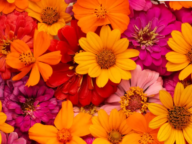 The flowers you love the most uncover hidden aspects of your personality