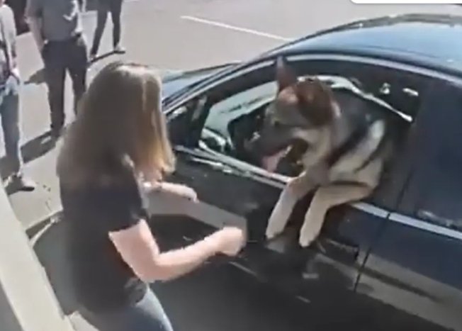 🔥 I Broke a Stranger’s Car Window to Save a Dog