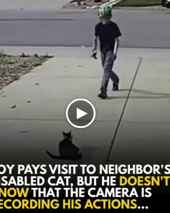 A camera set up for a disabled cat captures something unexpected